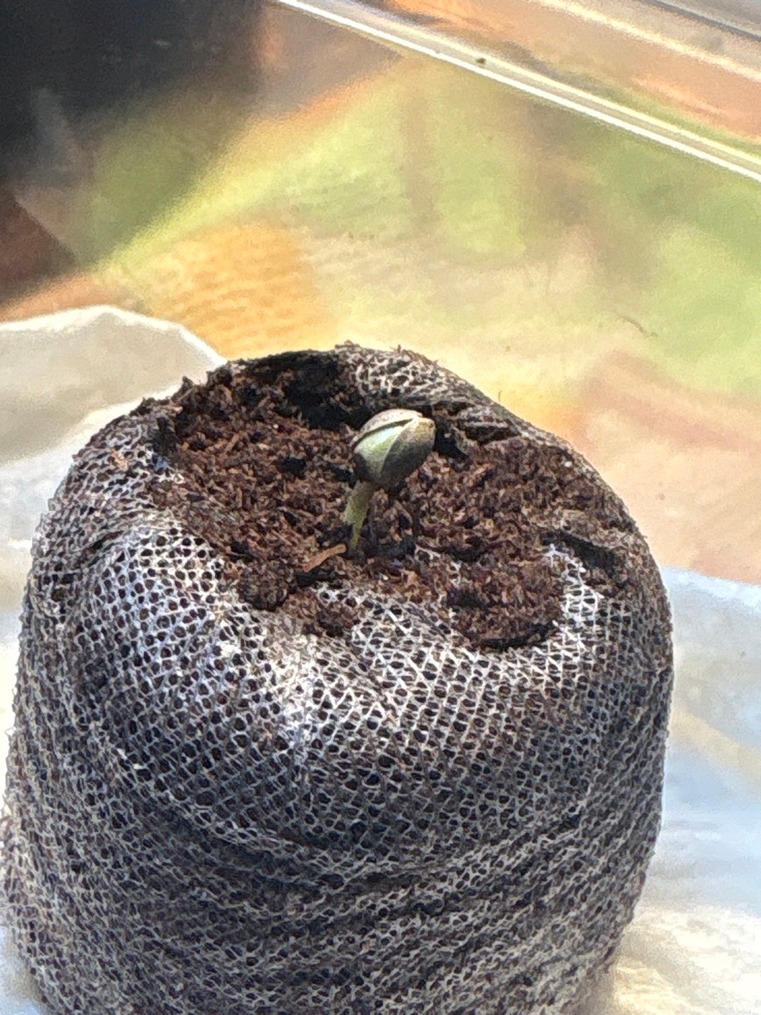 Mr.wrigglesworth OG - Sativa 