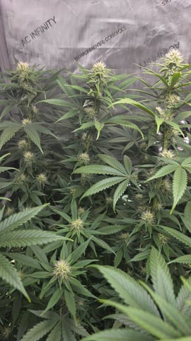 ethos genetics  — flower, day 82