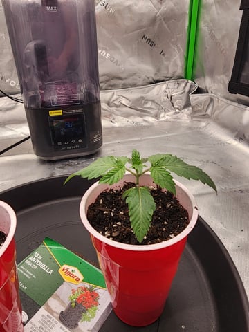 trap n pink — seedling_rooting, day 11