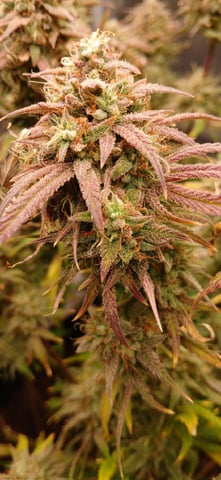 newest ggs setup grow — flower, day 87