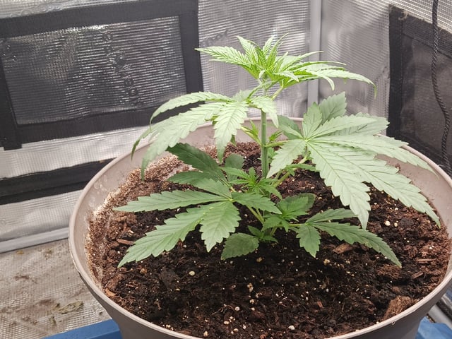 2nd Grow 2026  — vegetative, day 24