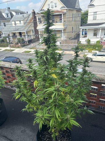 balcony  — flower, day 19