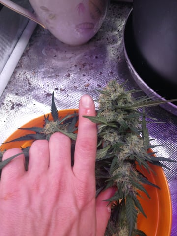 AWC  — harvest, day 63