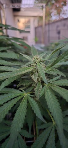 Mystery Weed Plant — flower, day 128