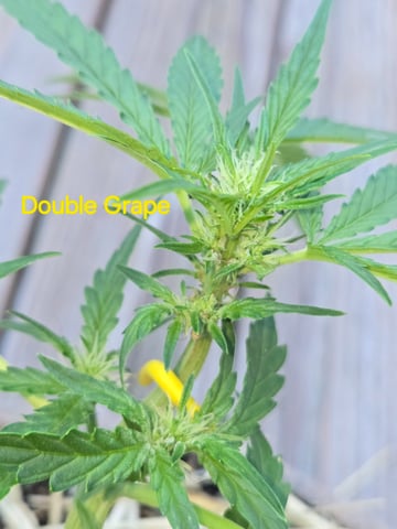 Outdoor Auto's (2nd set) — flower, day 21