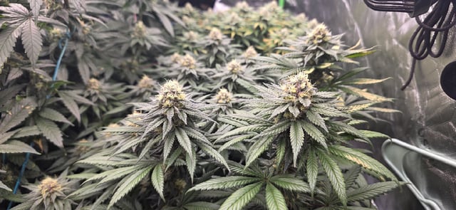 first grow — flower, day 268