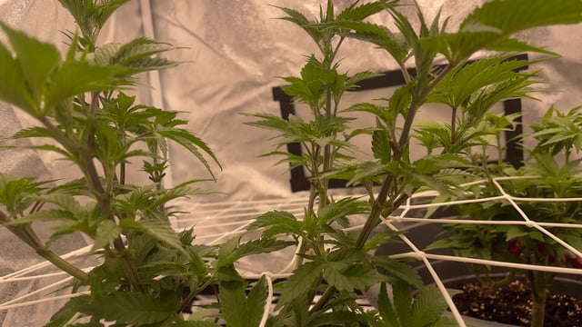 LSD feminized — flower, day 59