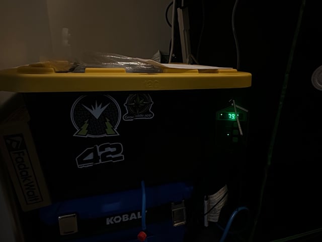 Ztrawberriez (Auto) 2026 - 1 — vegetative, day 28