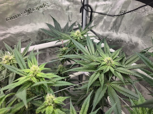 Grow 3 — flower, day 30