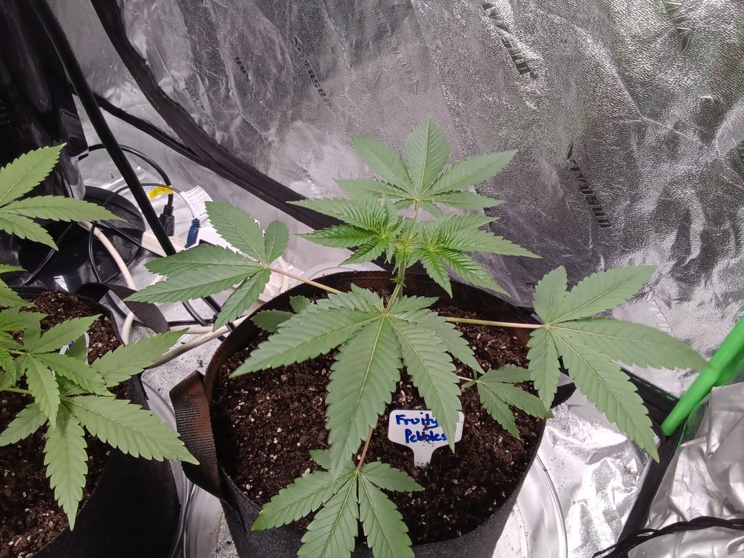 Fruity Pebbles OG (photo) & Oreos (photo)