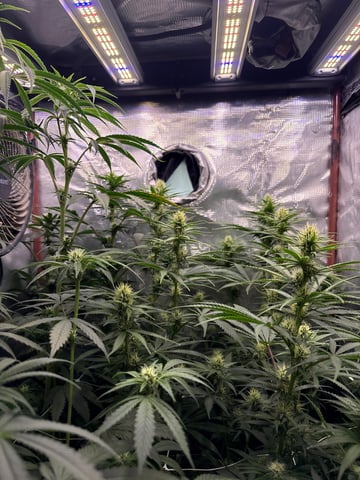 first grow in new 2x2 — flower, day 81