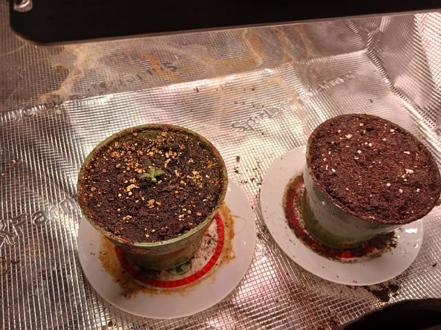 Christmas Stash 🎄  — germination, day 14