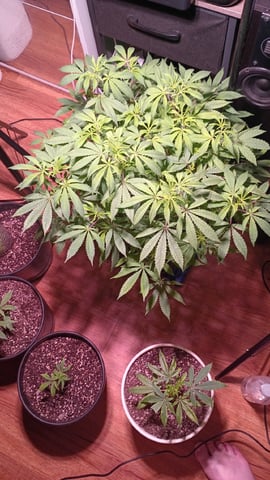 FKAFL — vegetative, day 95