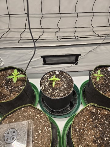 GDP auto 3X5 tent — seedling_rooting, day 19