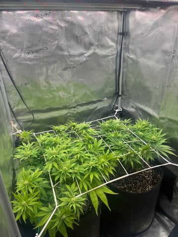 Gorilla Zkittlez & RS #11 — flower, day 64