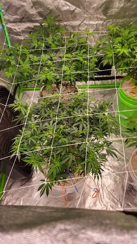 1st grow indoors(cardboard box to 2x2x4 to 5x5x6) — flower, day 86
