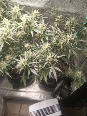 Auto Flower Wedding Glue