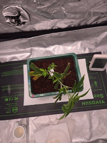 Funk Mtn (Mother) — vegetative, day 13