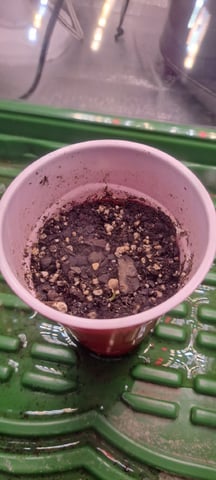 Grow 2 — germination, day 4