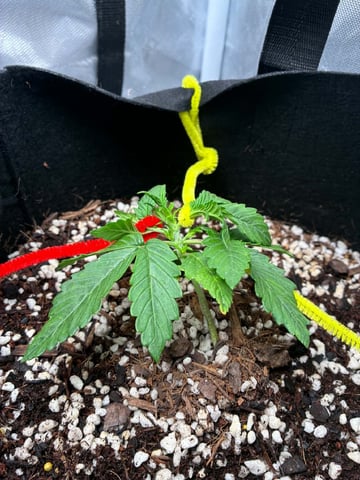Banana Purple Punch Auto — vegetative, day 15