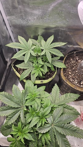 Blueberry Swirl — vegetative, day 22