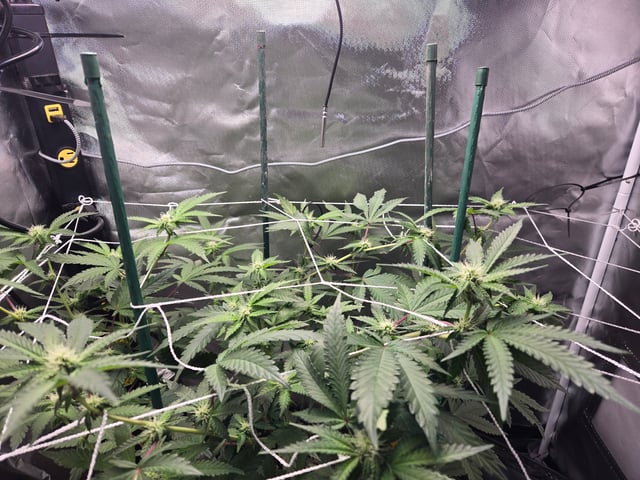 Looking for advice! — flower, day 64