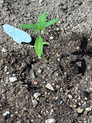 3 seeds  — vegetative, day 19