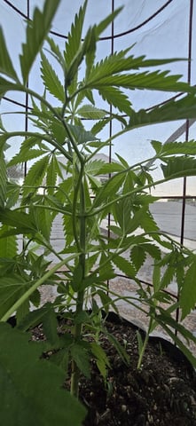 CzechsMex 2.0 — vegetative, day 180