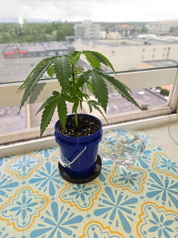 New Strain 5/1/25 — vegetative, day 28
