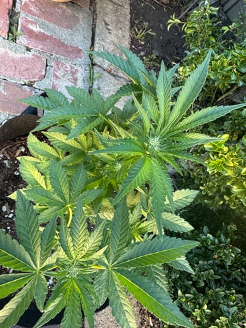 ice breaker 1 and 2  — flower, day 36