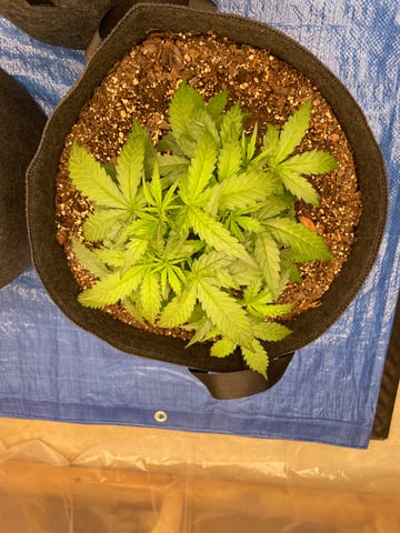 Banana Kush Auto Seed Supreme — vegetative, day 26