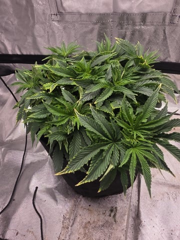 first grow — vegetative, day 21