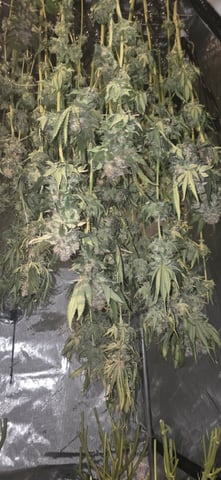 Maple Nectar  — harvest, day 110