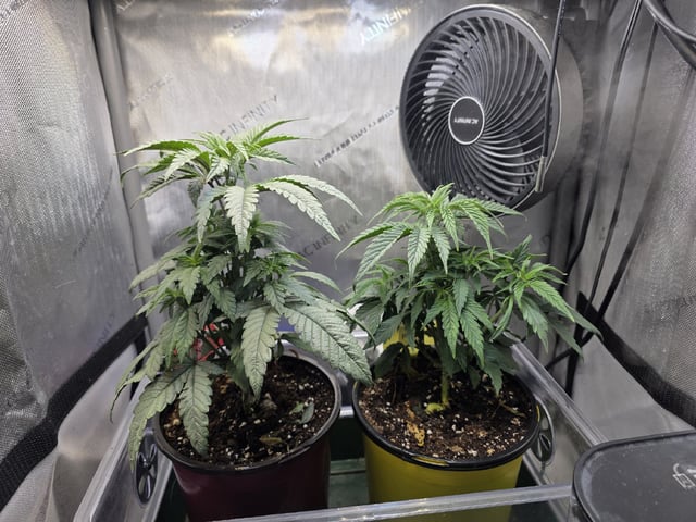 Granny Candy and PLCG — vegetative, day 40