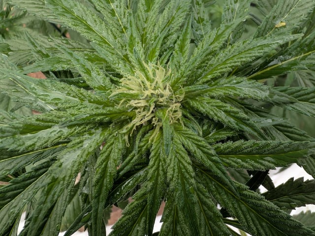 October Start — flower, day 97