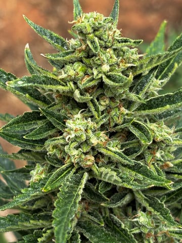 Autoflowers — flower, day 59