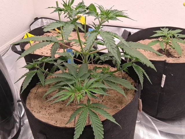 Seedman mix auto & seedman mix auto & GodFather OG — vegetative, day 30