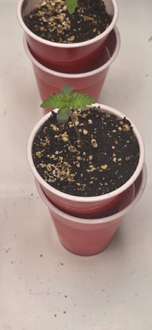Maple Nectar  — seedling_rooting, day 9