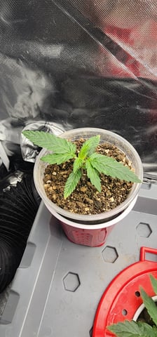 El Chemi Kiwi autoflower  — vegetative, day 9