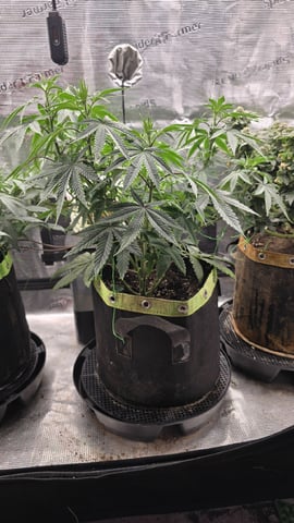 Blueberry Swirl — flower, day 42