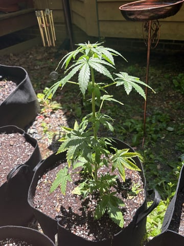 Rc Exotics — vegetative, day 42