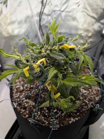 C99 CloneWars! — vegetative, day 8