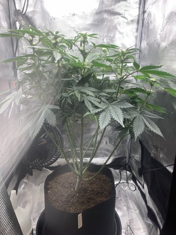 Blackberry Moonrocks (First Grow) — flower, day 22