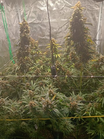 Gurilla Glue #4 × Samsquatch autos — flower, day 84