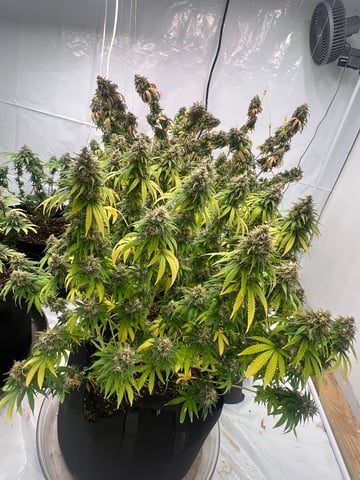 Indoor Grow  — flower, day 103
