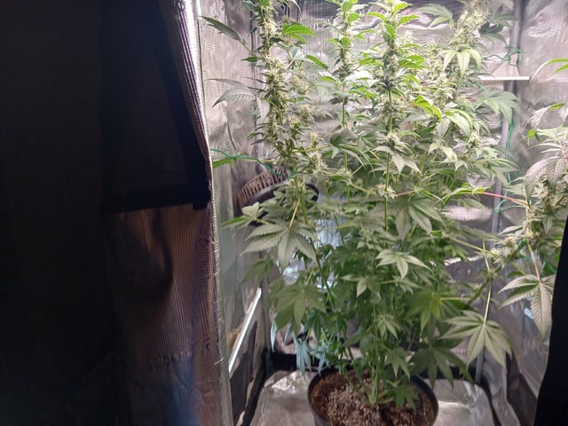 Gorilla Sherbert Feminized From Blimburn Seeds 