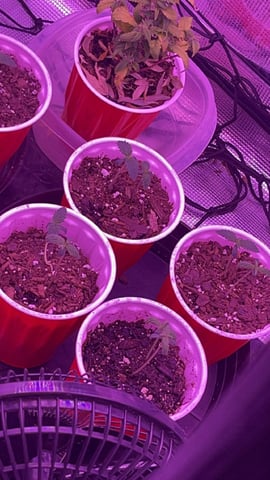 New Photos  — seedling_rooting, day 15