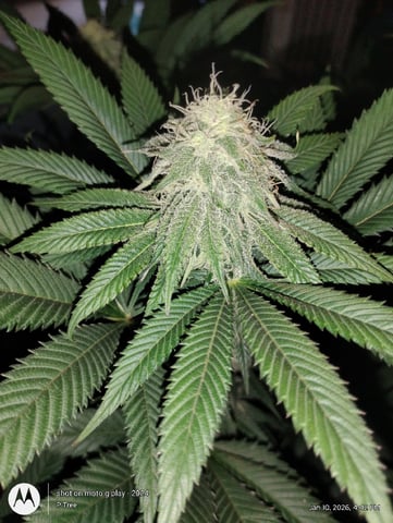 THE KRUX Multipack ETHOS — flower, day 40