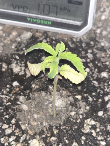 Attempt #1 — seedling_rooting, day 10