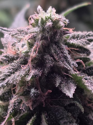 Blue Dream Feminized  — flower, day 148